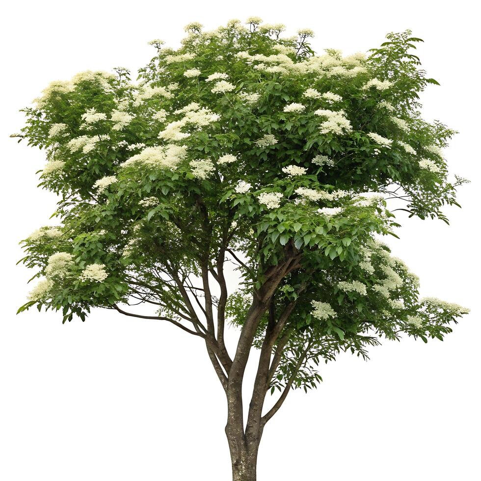 Beautiful elder tree in full bloom, with white blossoms and vibrant green leaves, standing out against a minimalist white background photo