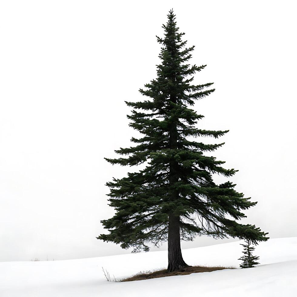 Black spruce tree isolated on white background, featuring lush green needles and symmetrical conical shape, perfect for nature and forestry themes photo