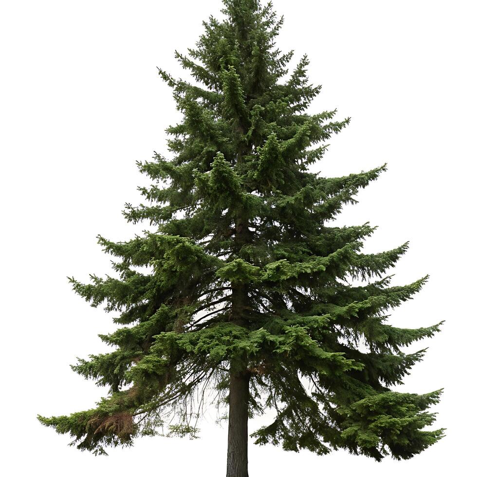 A solitary pine tree with long green branches, sharply contrasted by a clean white background, ideal for nature or seasonal themes photo