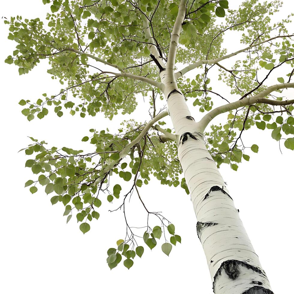 vibrant aspen tree with detailed bark texture and delicate foliage, isolated on white, highlighting its unique organic features photo