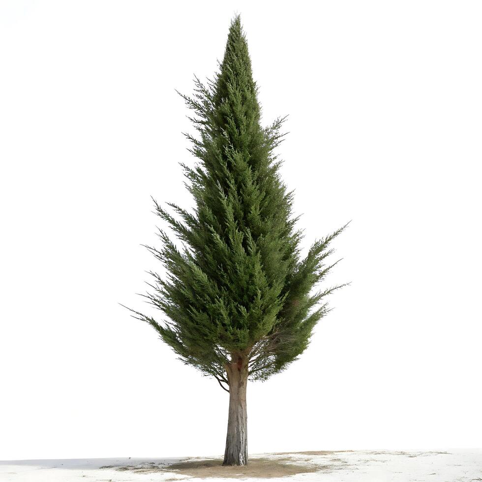 Lone conical cypress tree with sharp green foliage standing tall against a minimalistic white background, evoking a sense of strength and simplicity photo