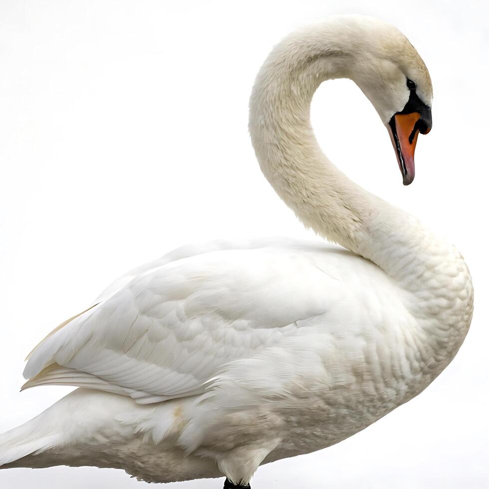 Elegant swan in a side view, its long neck and soft white feathers highlighted against a simple white backdrop, portraying calm and sophistication photo