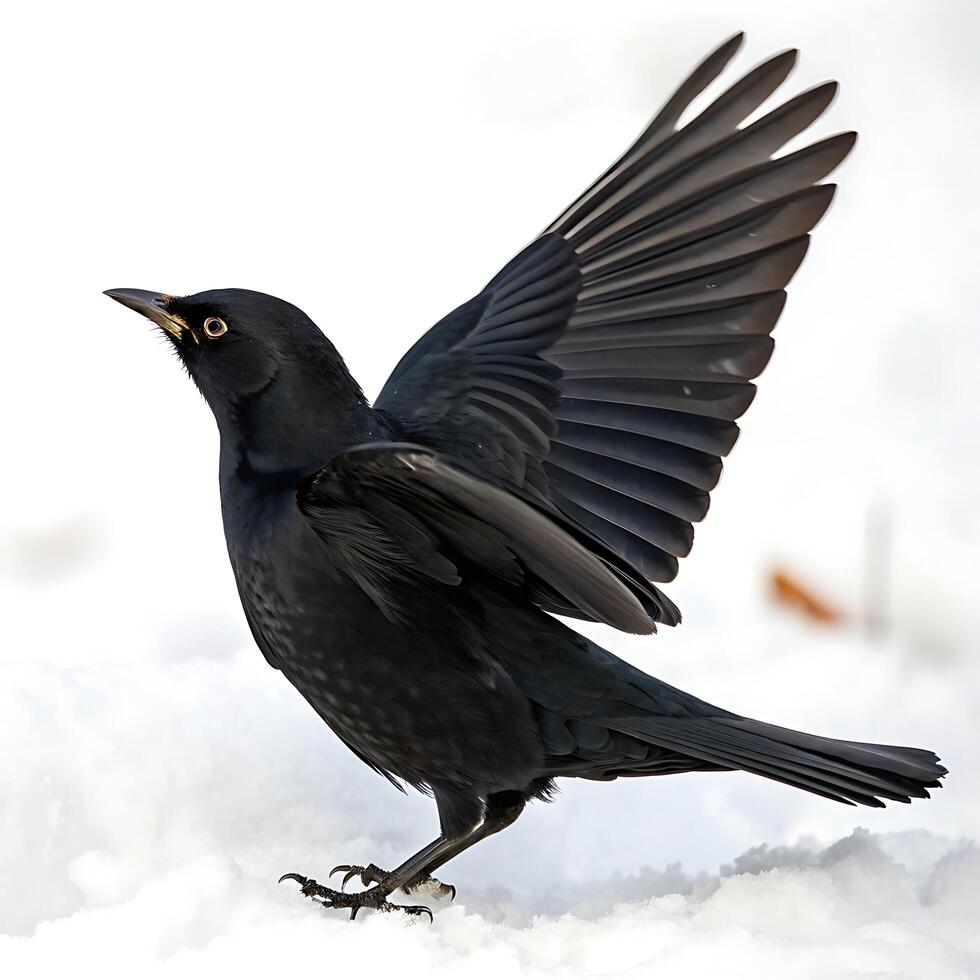 blackbird perched on snow, its striking yellow beak and glossy black feathers standing out against a white winter backdrop photo