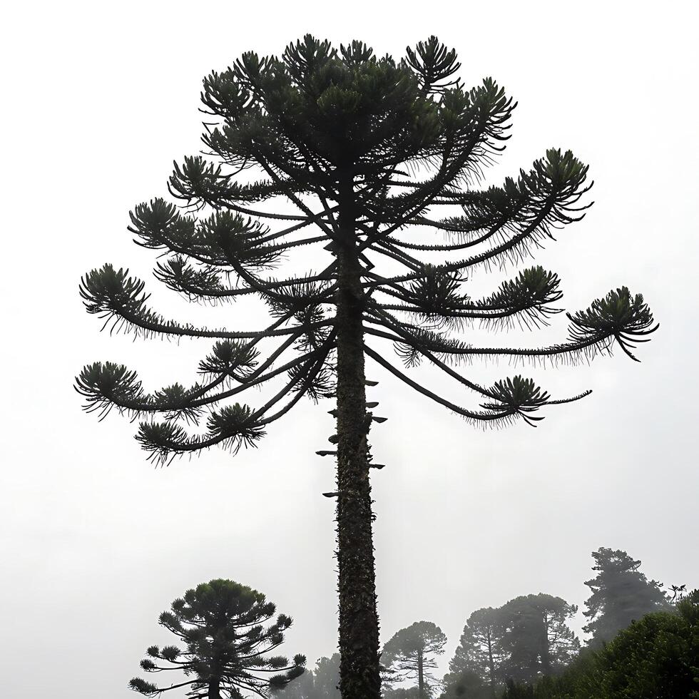 monkey puzzle tree with its distinctive spiral arrangement of branches, creating a dramatic silhouette against a white backdrop photo
