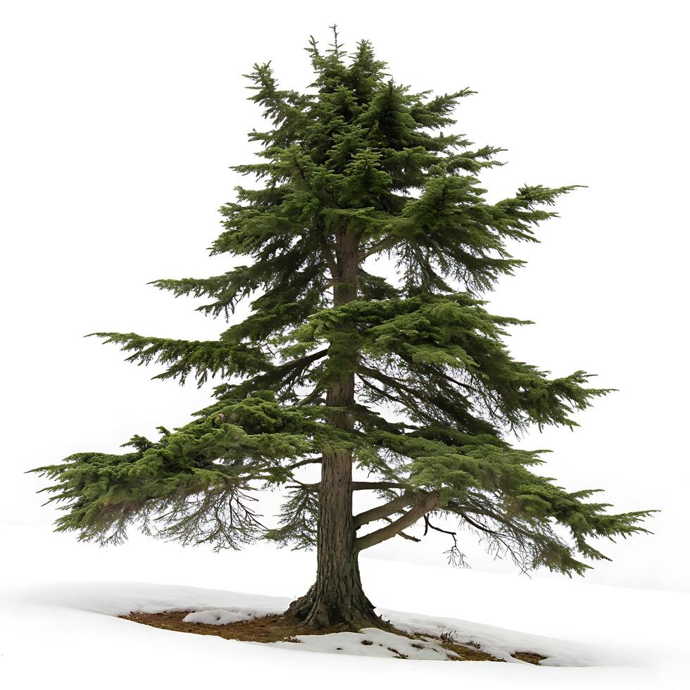 An upright cedar tree with beautifully spread branches and fresh green foliage on a plain white background, perfect for nature themed visuals photo