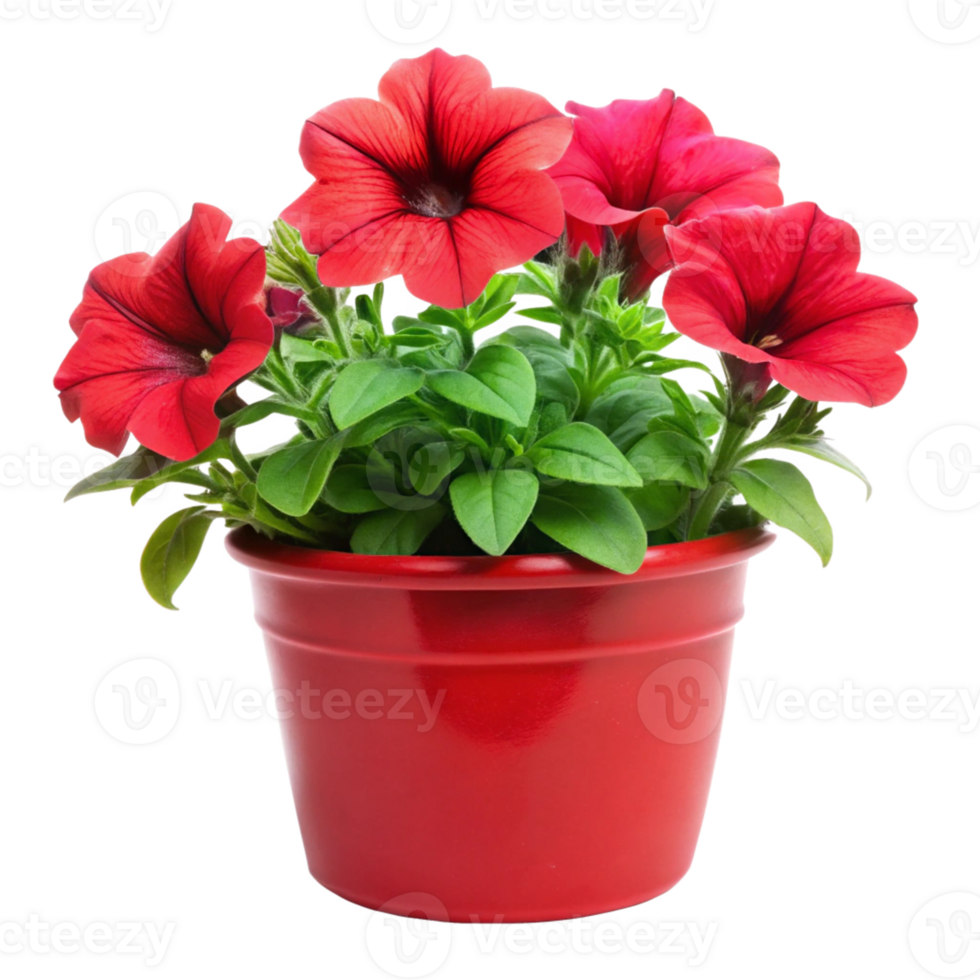 petunia flower plant in the red pot is isolated on transparent background png