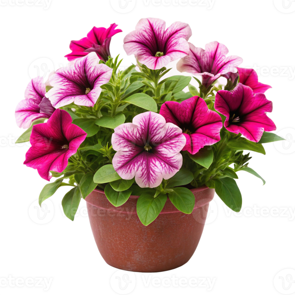 petunia flower plant in the pot is isolated on transparent background png