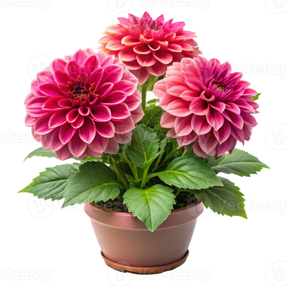 dahlia flower plant in the pot is isolated on transparent background png