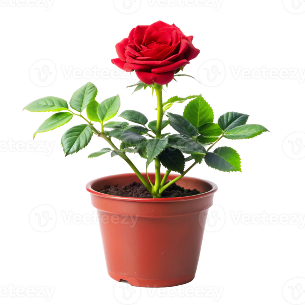 red rose plant in the pot is isolated on transparent background png