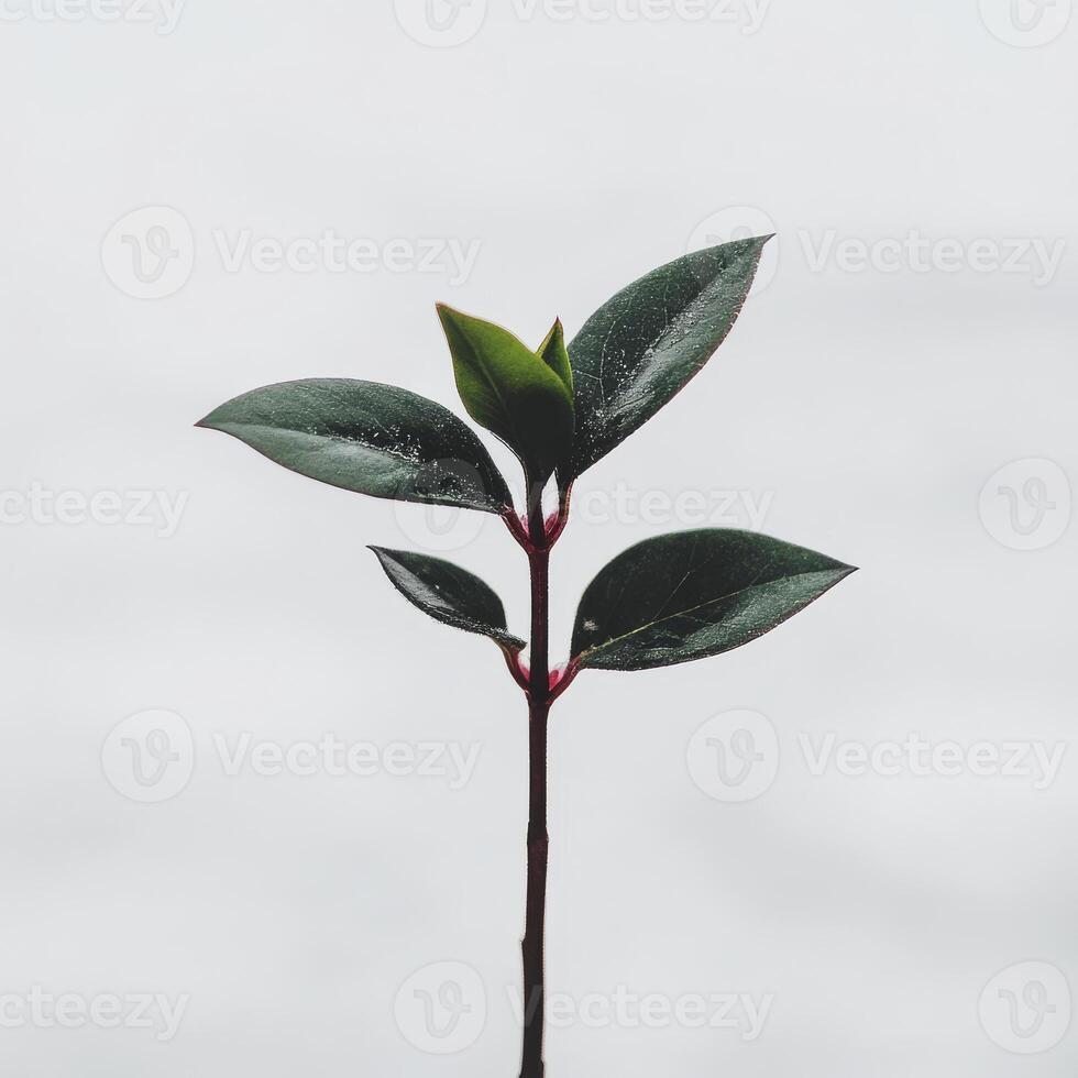 Young Myrtle Plant on White Surface photo
