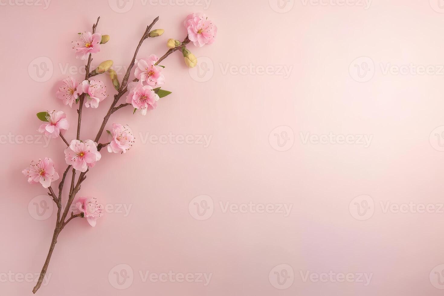 Cherry blossom branch arranged on a soft pink background photo