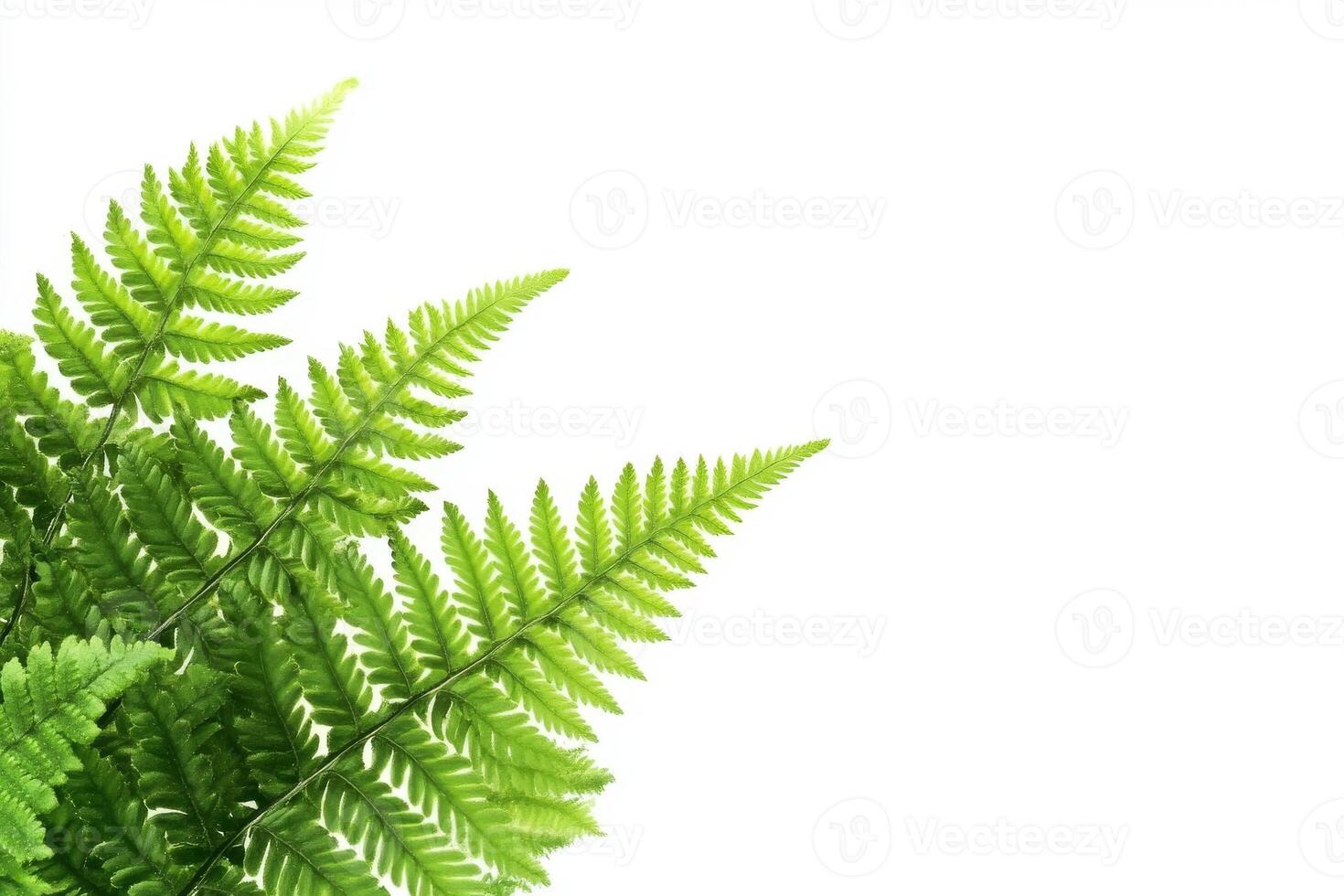 Lush green fern leaves arranged on a bright white background photo