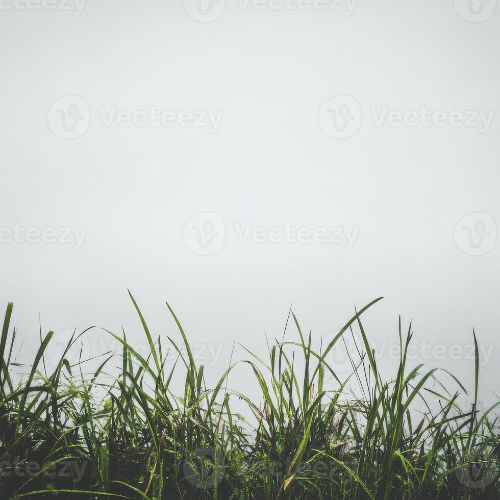Wild grass against a light gray sky photo