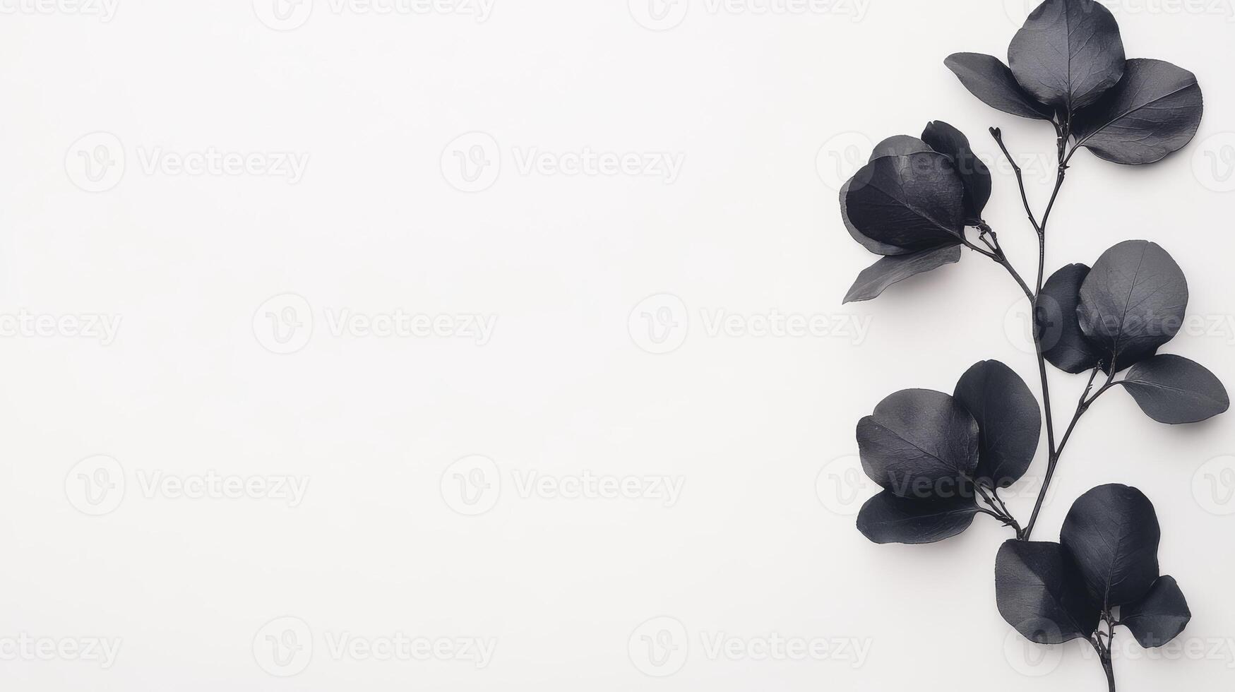 Black leaves elegantly arranged on a minimalistic white backdrop photo