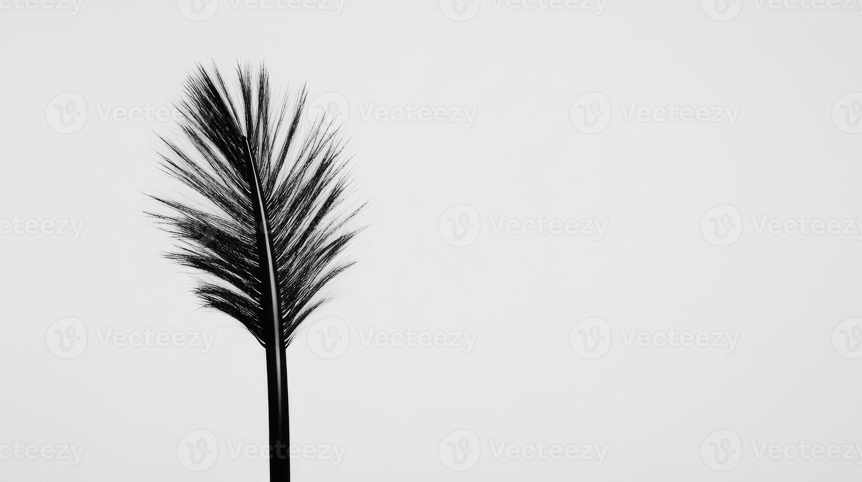 Dark feather standing upright against a light background photo
