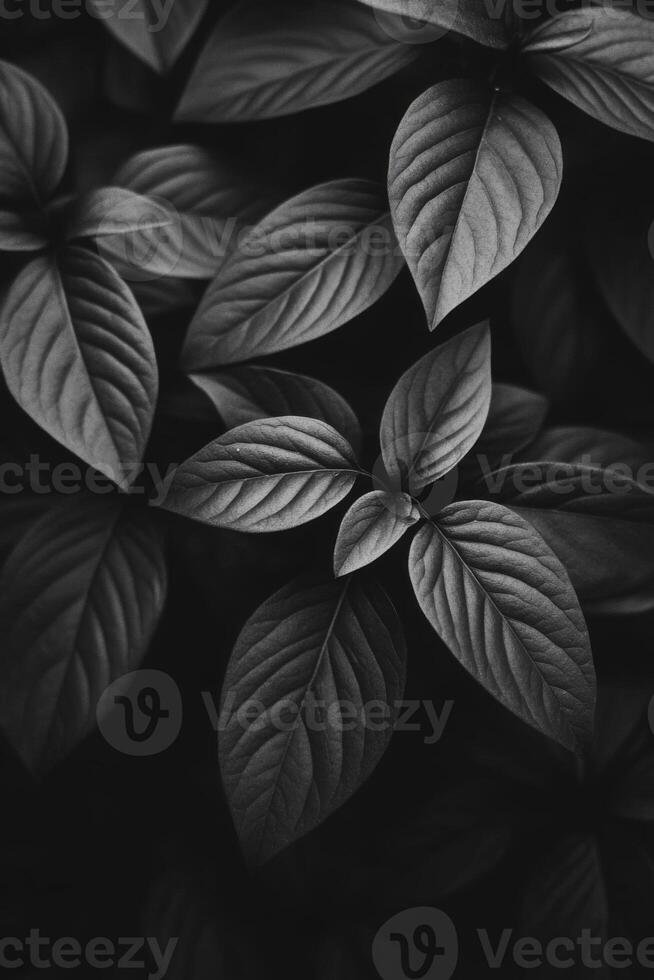 Dark green leaves showing intricate textures and shapes photo