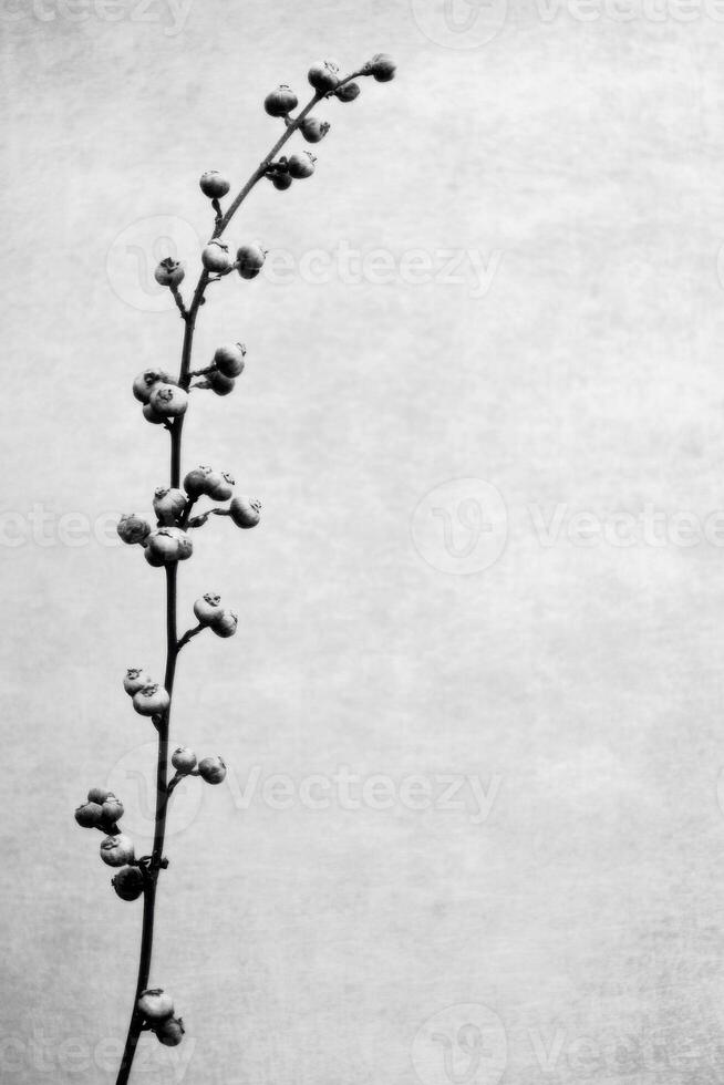 Black and white close up of a botanical branch with buds photo