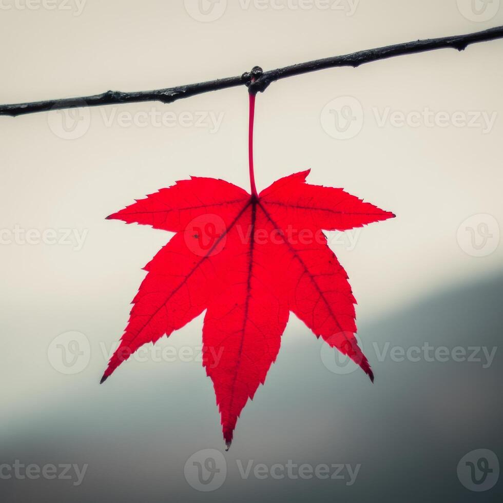 Vibrant red maple leaf hanging from a twig in autumn photo