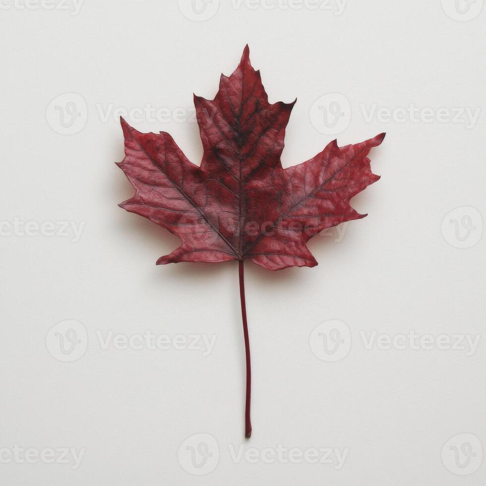 Autumn leaf with vibrant red color on a neutral background photo