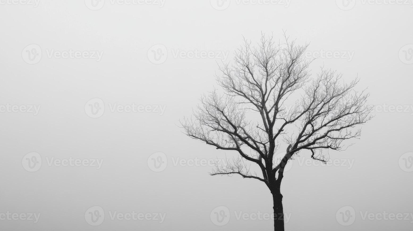Lonely tree stands against a foggy sky at dawn photo