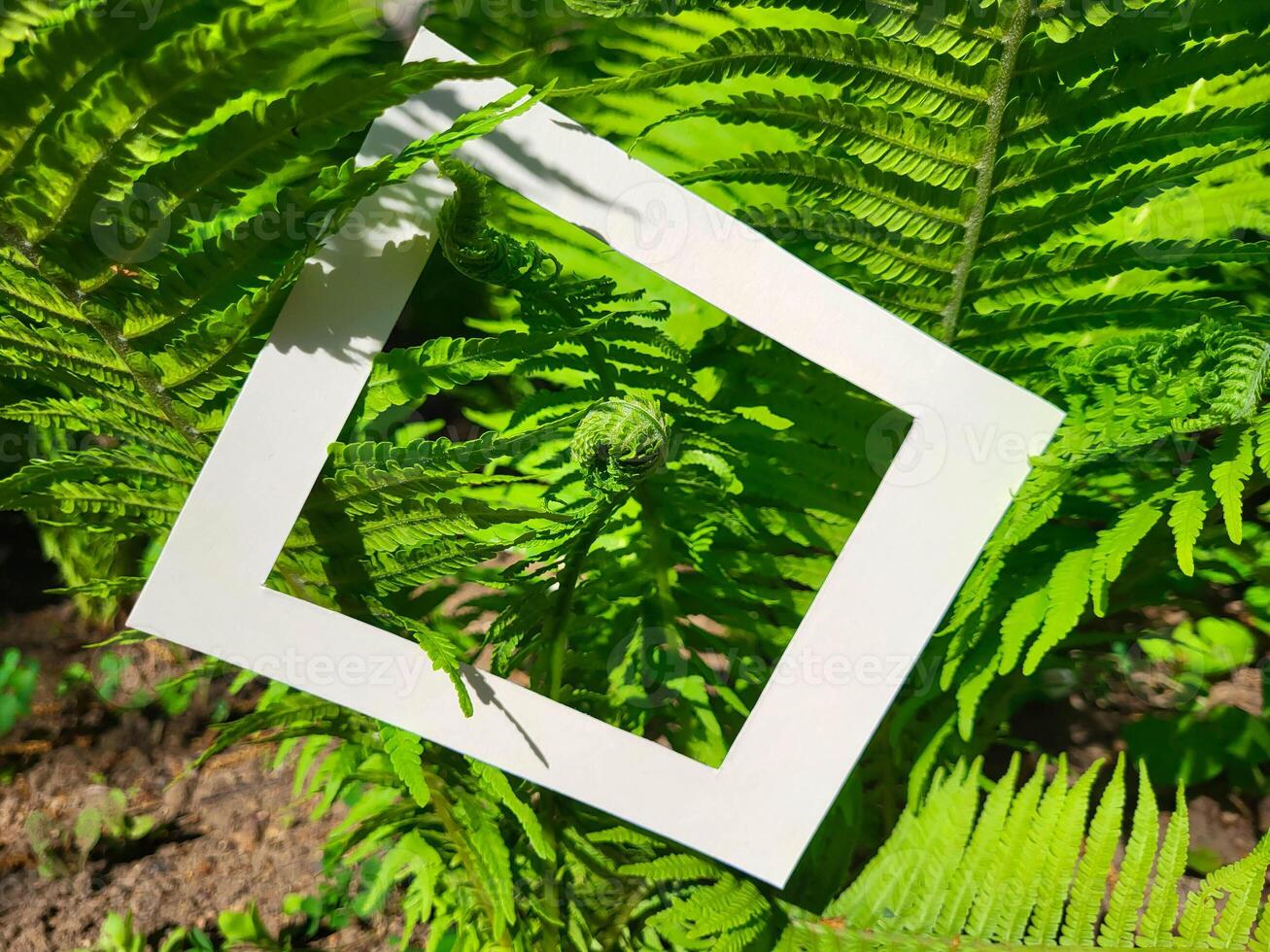 Fresh green fern branches and a cardboard white photo frame. Flat surface, top view