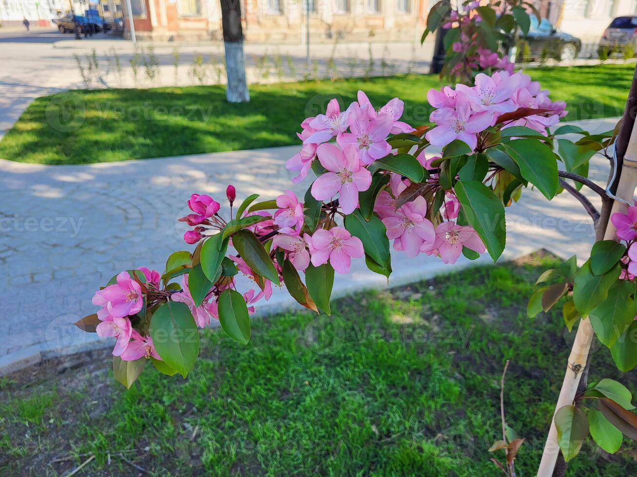 On a spring day, an apple tree branch with large pink flowers and green leaves photo