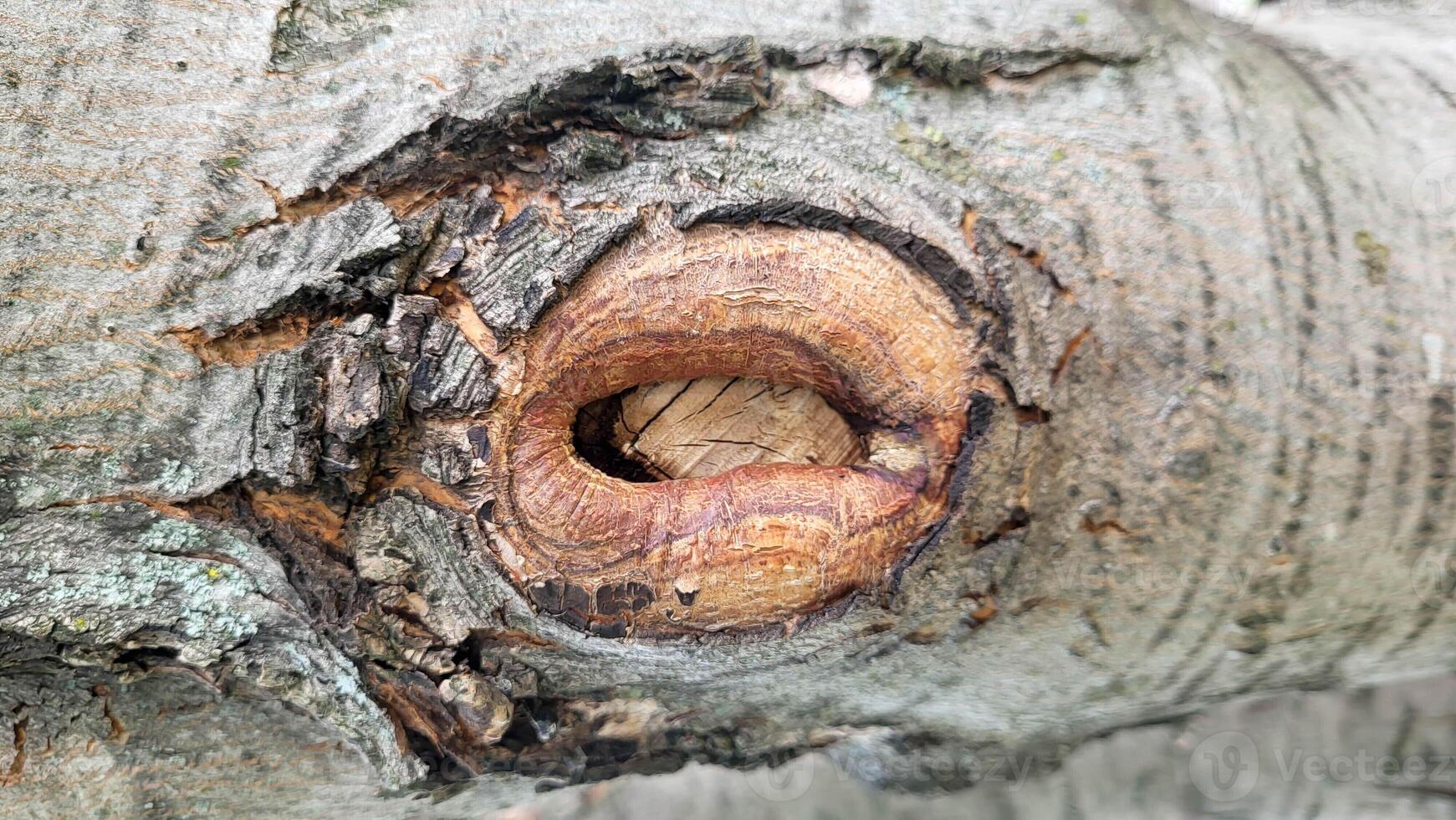 A tree trunk with a brown knot like an eye photo