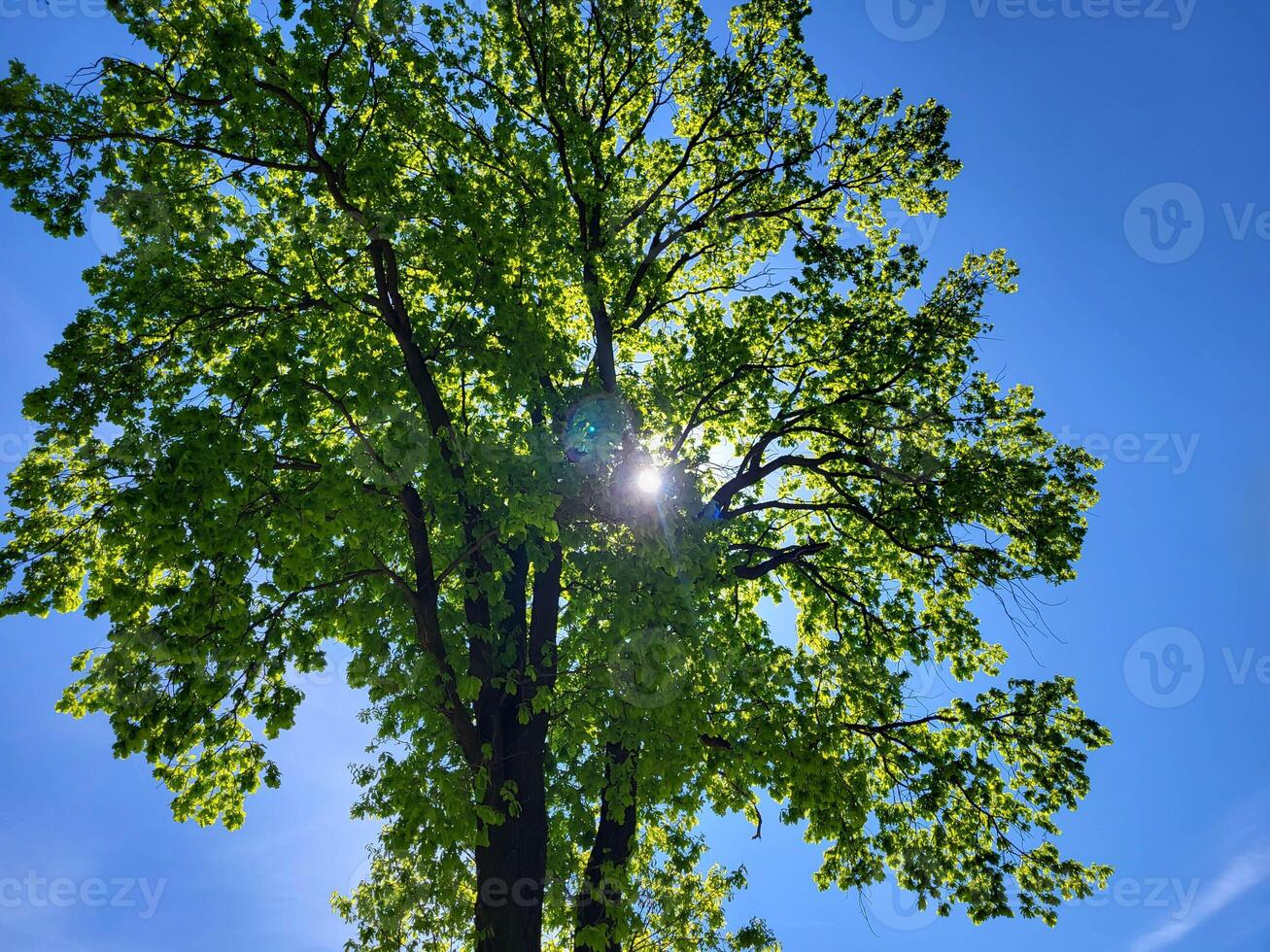 On a clear spring day, a glimmer of sunlight in the foliage photo