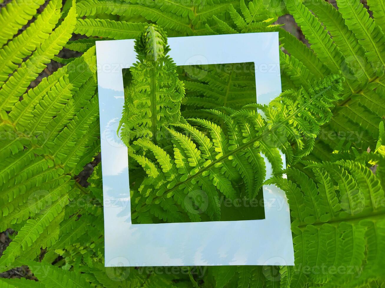 Fresh green fern branches and a cardboard white photo frame. Flat surface top view