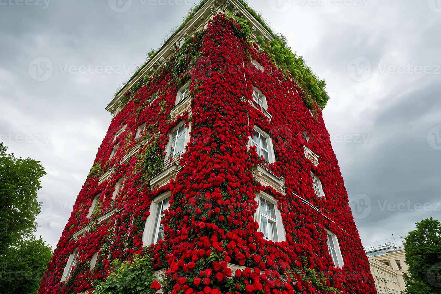 Beautiful red roses adorning the exterior of a building in London, adding a romantic and vibrant touch to the cityscape photo