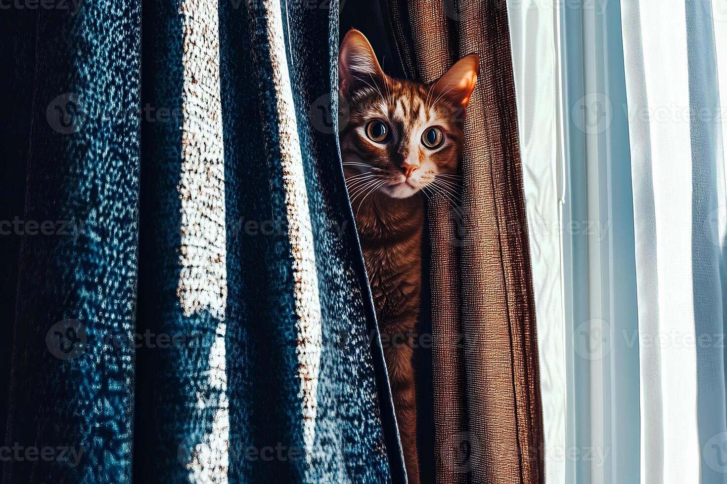 A playful moment captured as a cute Bengal cat peeks out from behind the curtains, showcasing its unique spotted coat and curious expression in a cozy indoor setting photo