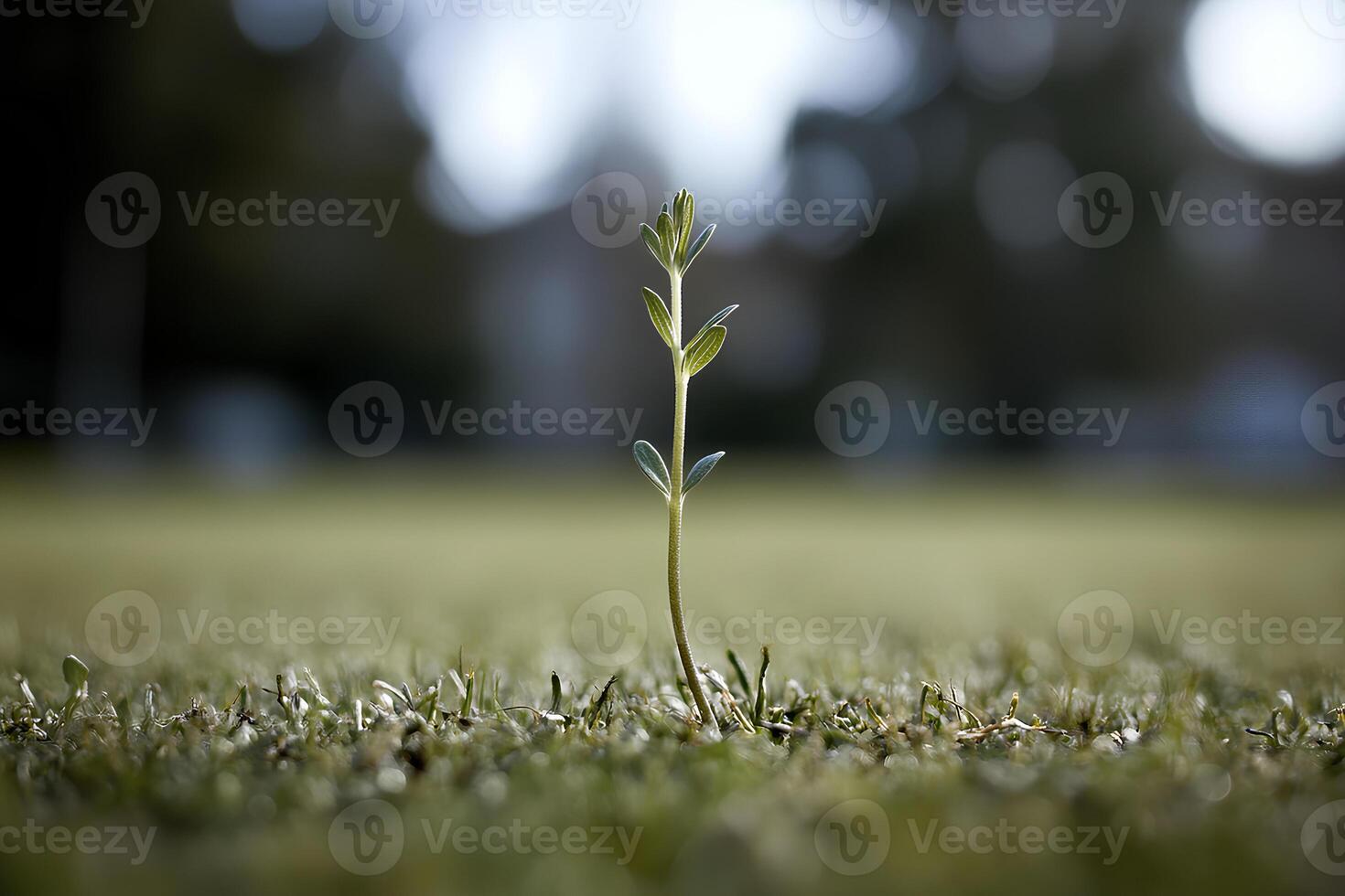 A small plant sprouting on lush green grass in the soft glow of evening light, symbolizing new life and the fresh beginnings of spring photo