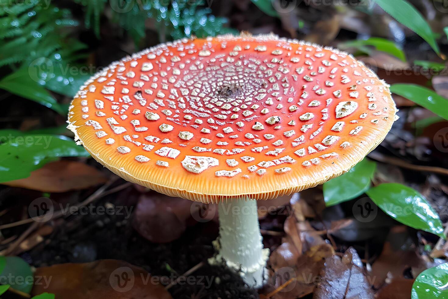 A striking image of the vibrant red Amanita muscaria mushroom, commonly known as Fly Agaric, growing in the forest among fallen leaves and moss photo