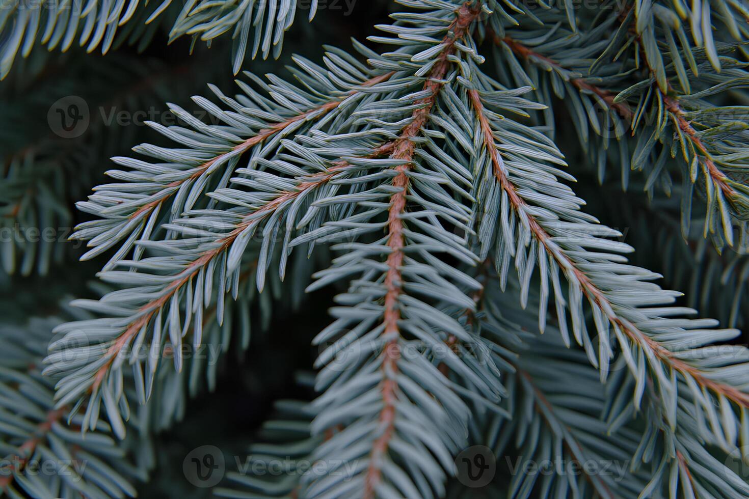 Close-up shot of blue spruce branches with detailed needles, featuring selective focus to highlight the intricate texture and color photo