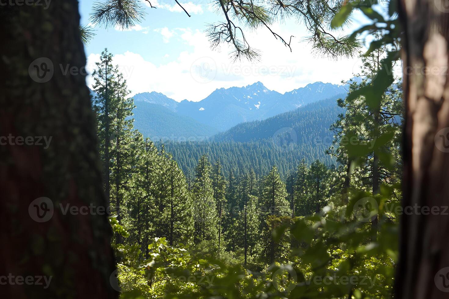 Scenic view of majestic mountains from the top of a tall pine tree surrounded by a dense forest at sunrise photo