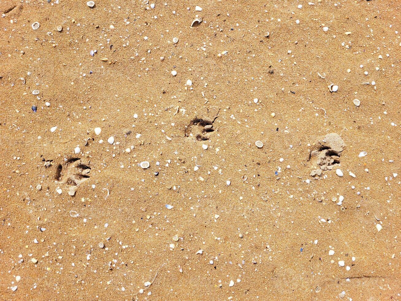 Footprints of a small dog in the sand on a clear sunny day. photo