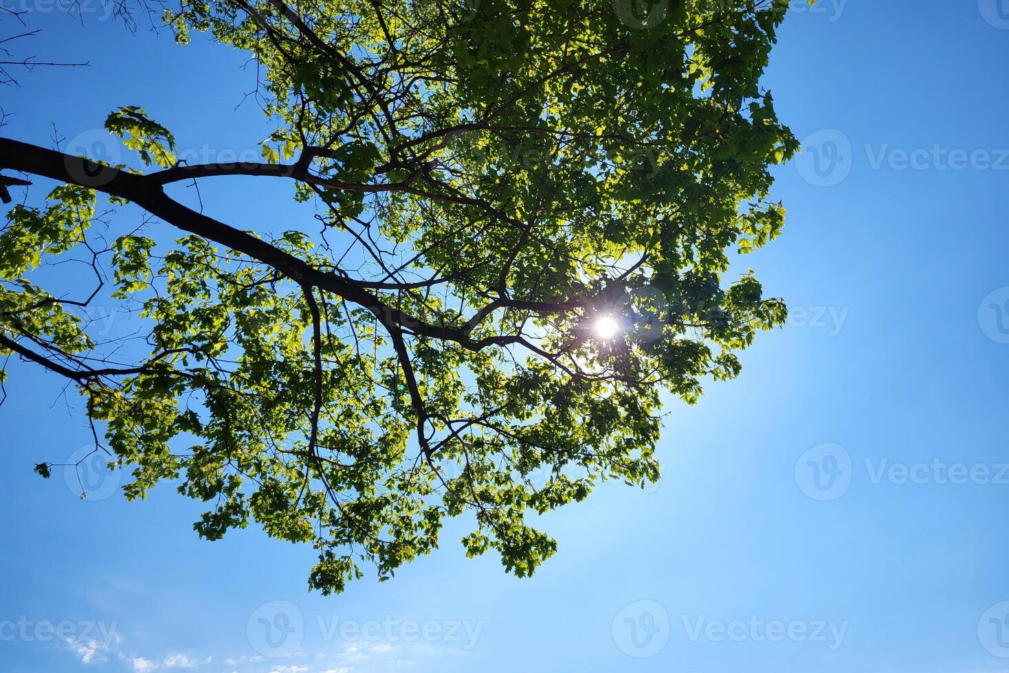 A glint of sunlight in the foliage of trees against a sky photo