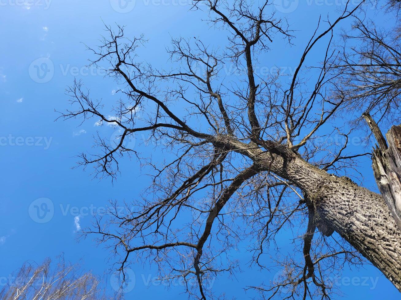 Empty bare tree crowns against a blue sky background photo