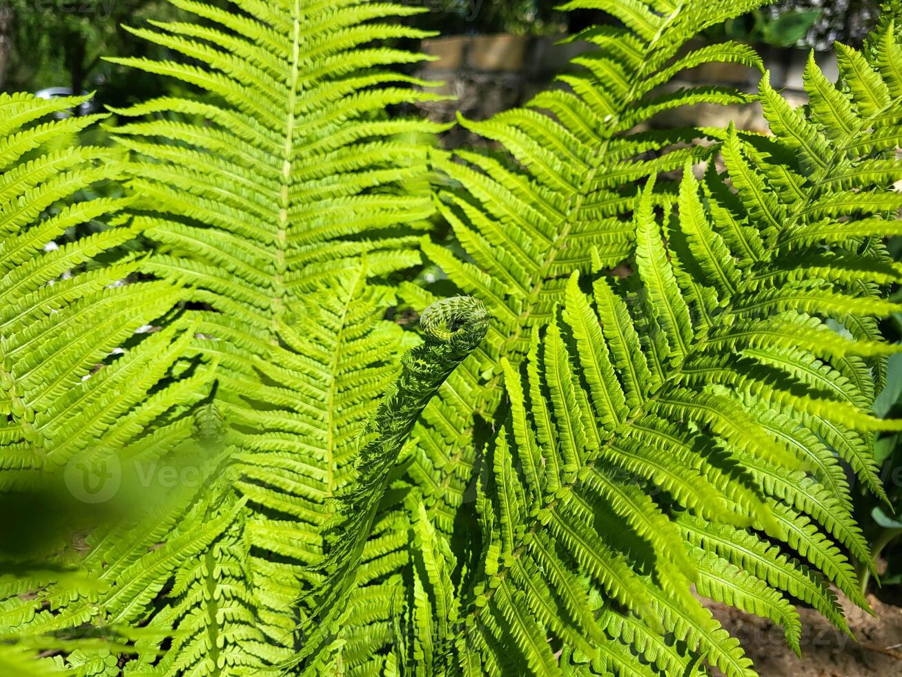 A green fern on a flower bed on a bright spring day photo
