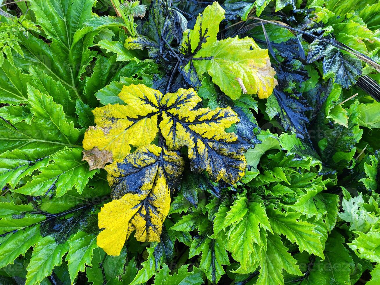 fresh spring grass leaves drenched in black oil and gasoline after a car accident. photo