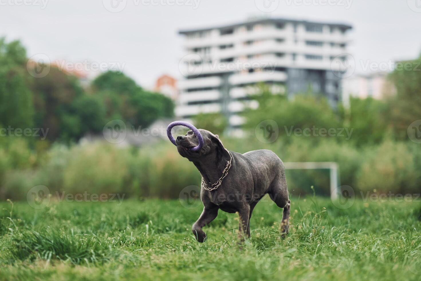 A dog is playing with a purple frisbee in a field photo