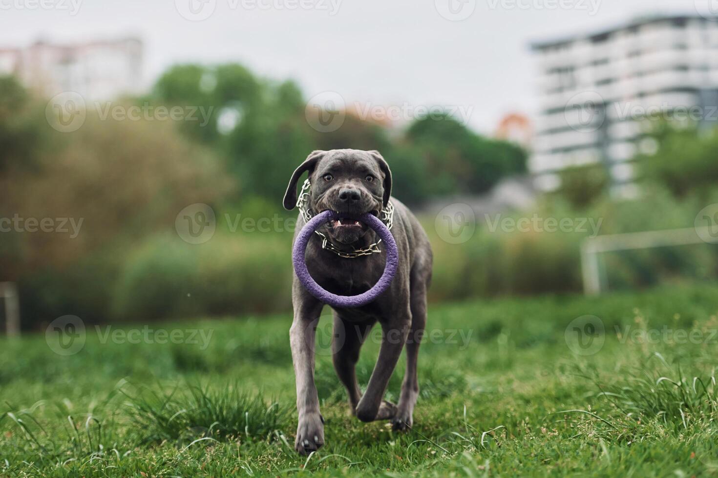 A dog running with a purple toy in its mouth photo