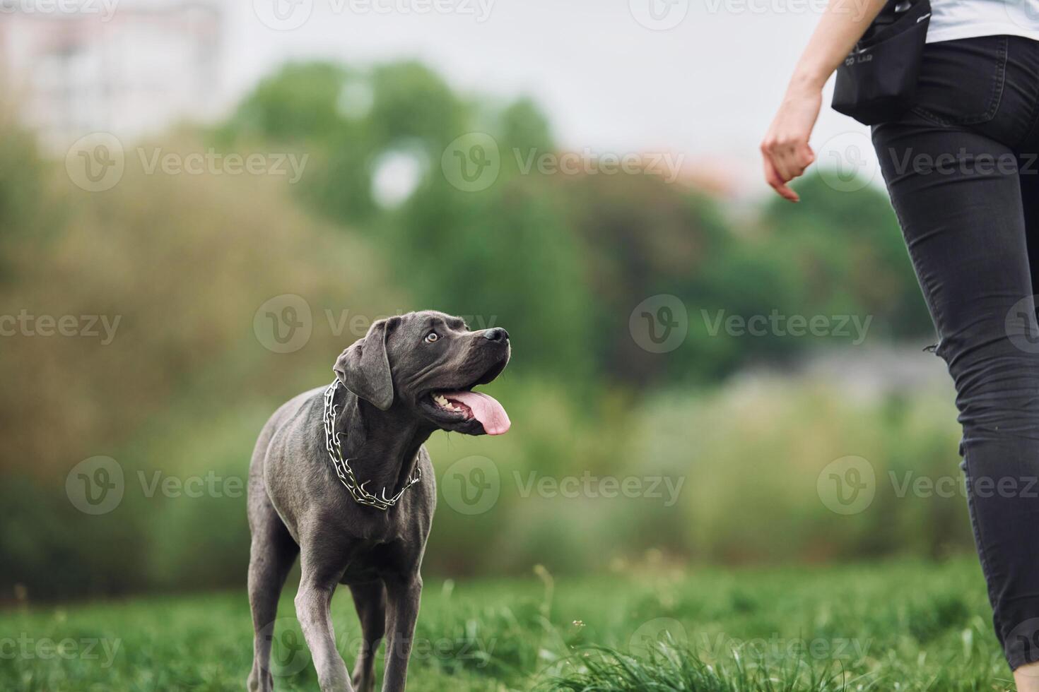 A woman is walking her dog in the grass photo