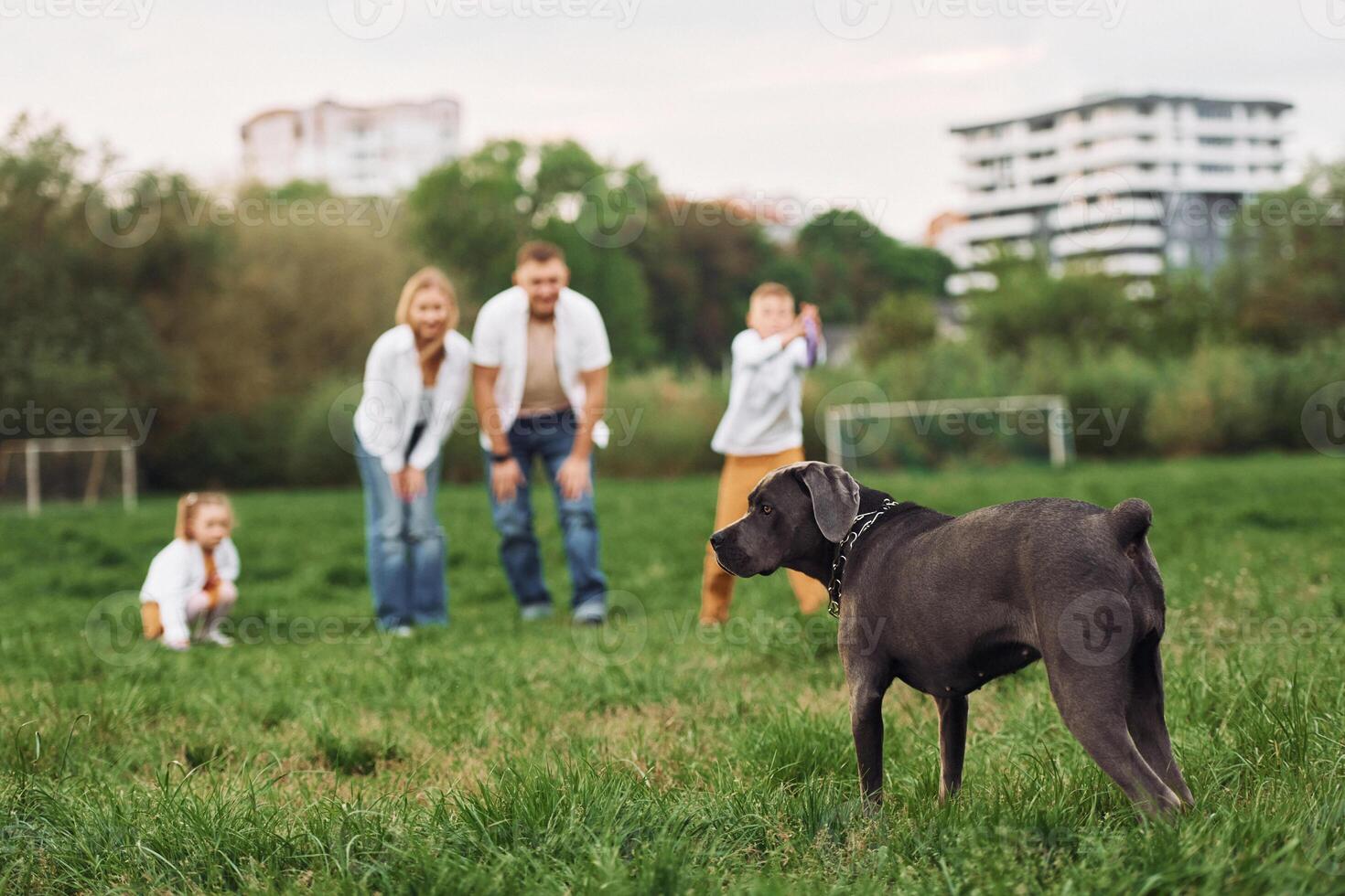 A family playing with a dog in a field photo