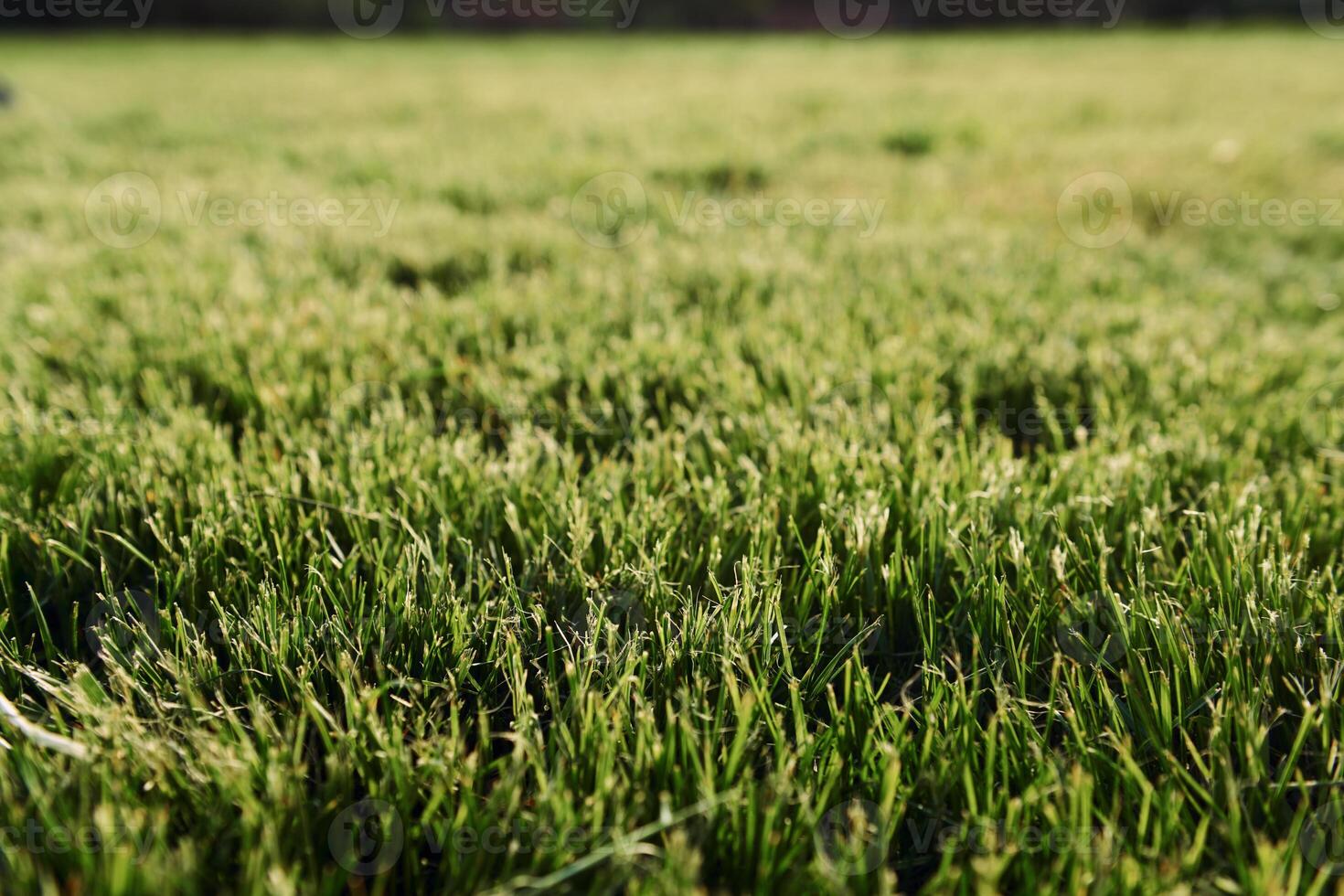 Close up view of the mown green grass at sunny daytime photo