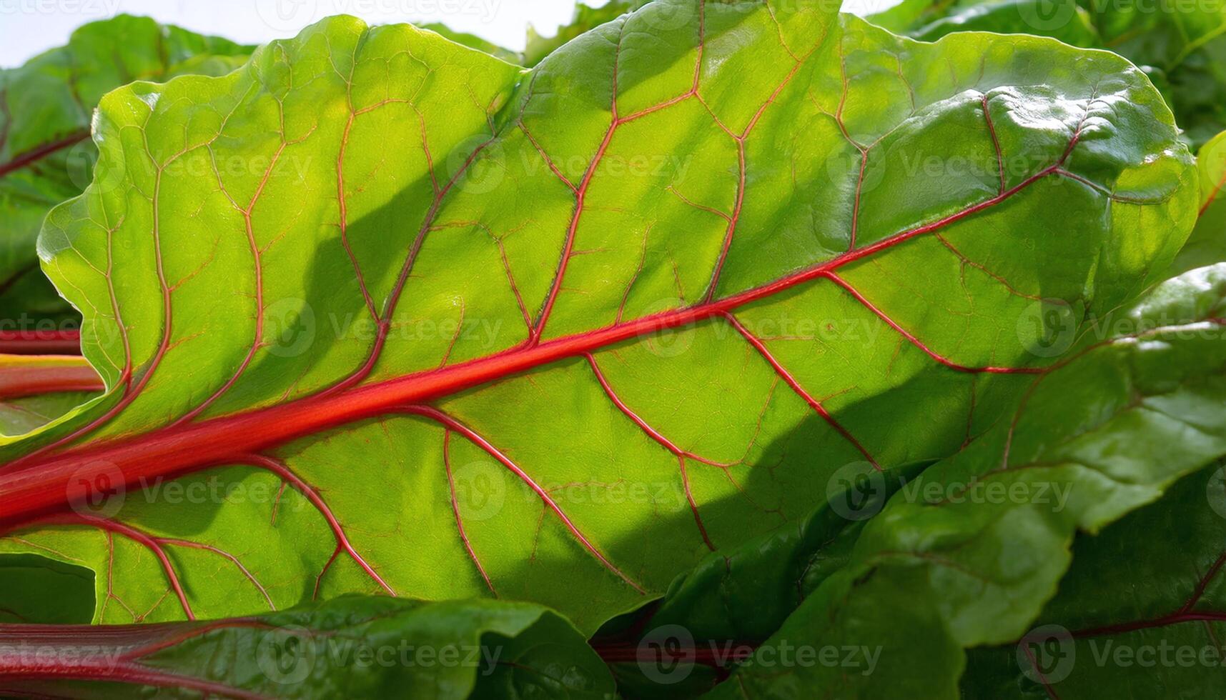 Beauty and Nutritional Appeal of Fresh Swiss Chard photo