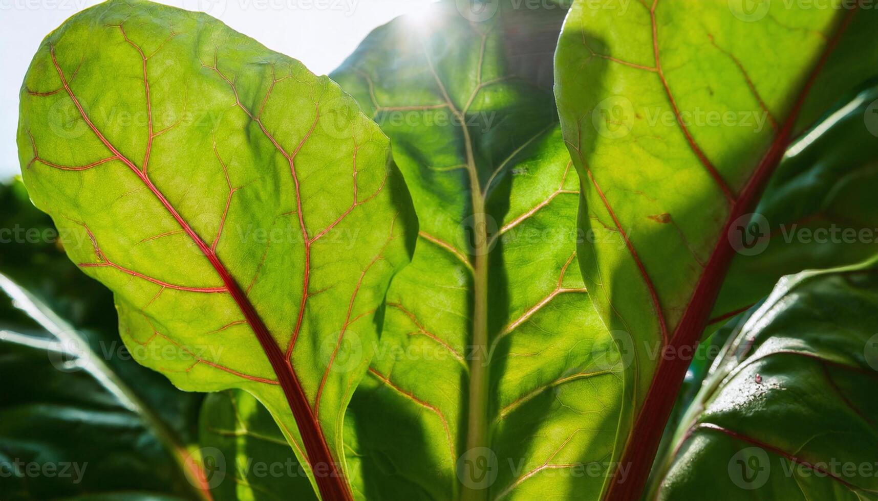 Nutritional Appeal of Fresh Swiss Chard photo