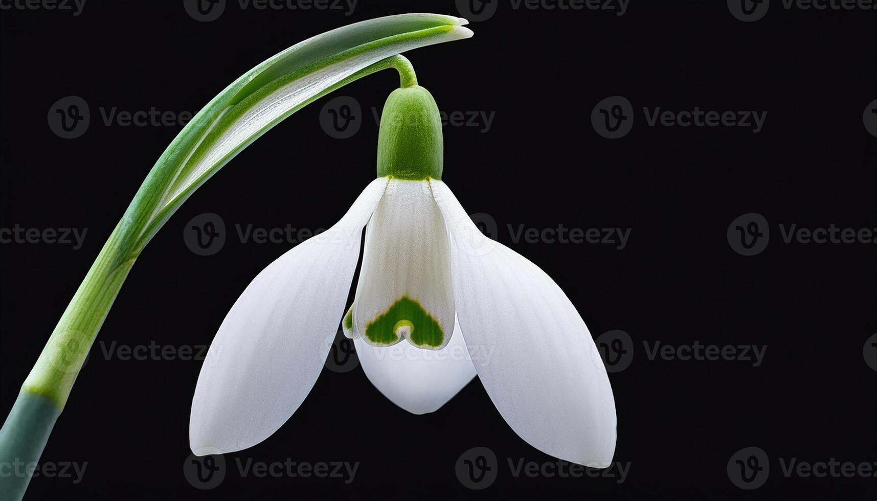 Snowdrop Flower in the Dark with Leaves photo