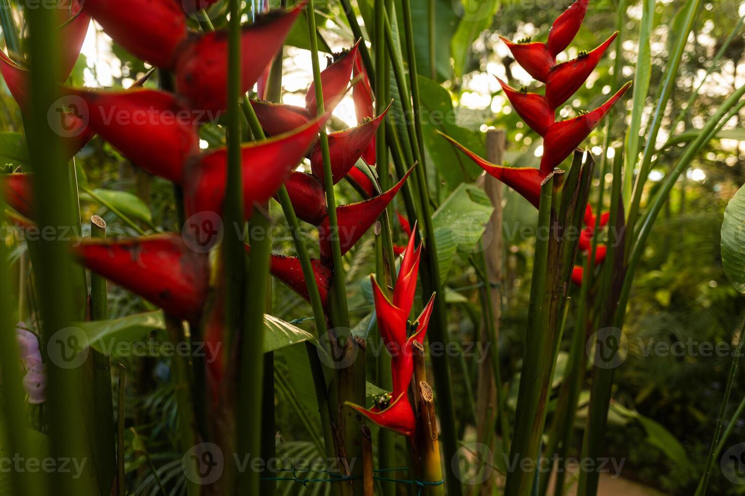 Bright red flowers similar to heliconia growing among dense greenery in a tropical garden. Sunlight filters through leaves, creating a warm atmosphere and highlighting the rich colors of the plants. photo