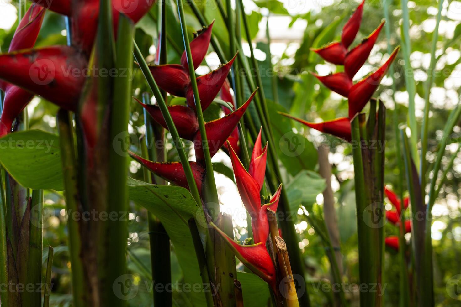 Bright red flowers similar to heliconia growing among dense greenery in a tropical garden. Sunlight filters through leaves, creating a warm atmosphere and highlighting the rich colors of the plants. photo
